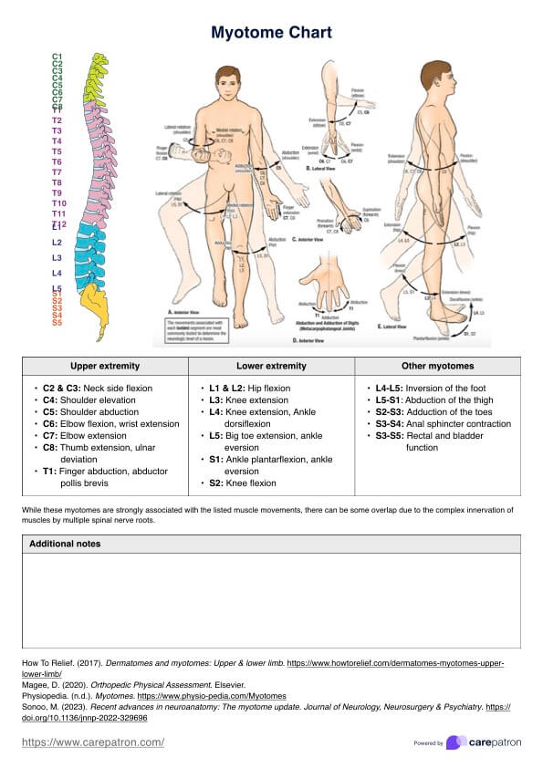 Myotomes Chart PDF Example